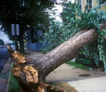 VITA DI CONDOMINIO -Detrazioni e spese di abbattimento albero